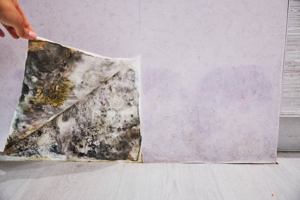 Best Mold Cleaning Services  in Gra Forks Af, ND